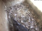 Falkenbild 14.08.2026